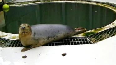 seal.jpeg