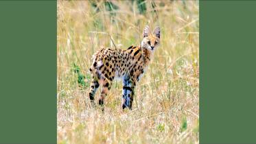 Serval.jpg