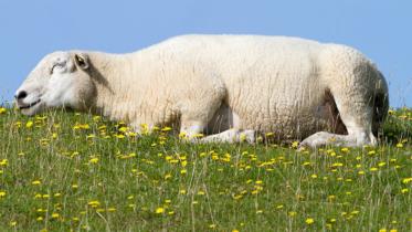 sheep-1WB.jpg
