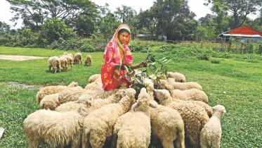 shepherd.jpg