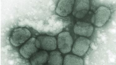 Smallpox treatments