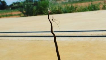 snake-spider.jpg