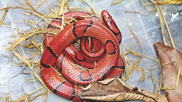snake.jpg