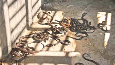 snake farm.jpg