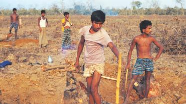 social forestry