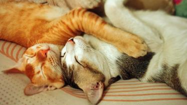 Sparta-cat-5-wb.jpg