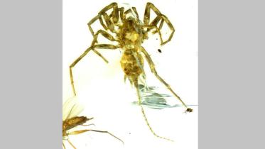Spider.jpg