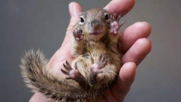 squirrel 2.PNG