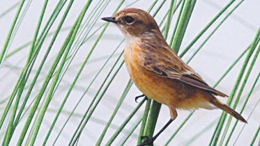 Stonechat..jpg