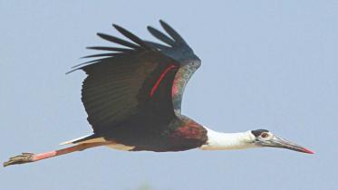 stork bird.jpg