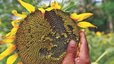 Sunflower1.jpg