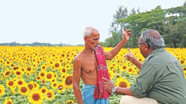 sunflower.jpg