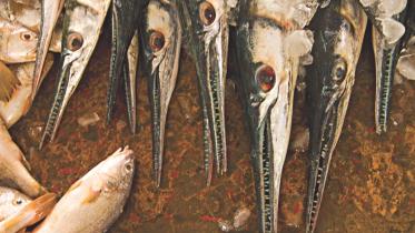 Surviving fish market