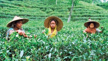 tea-garden.jpg