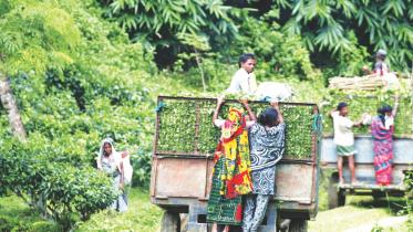 Tea garden worker