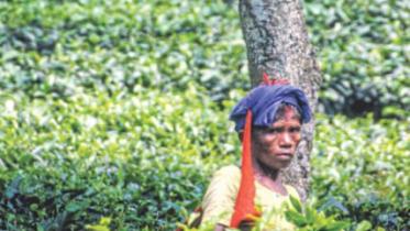 tea gardens
