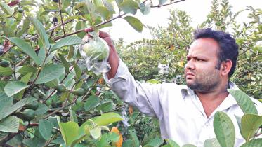 Thai guavas.jpg