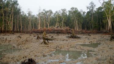 The World Largest Mangrove Forest Sundarbans