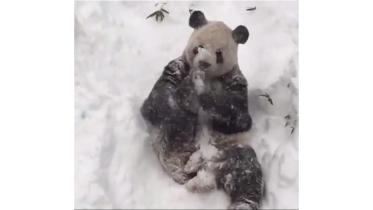 tian-tian-wb.jpg