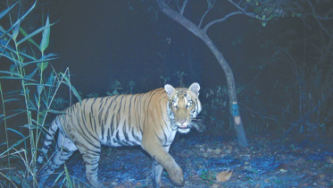 tiger-1.jpg