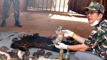 tiger-cub-web.jpg
