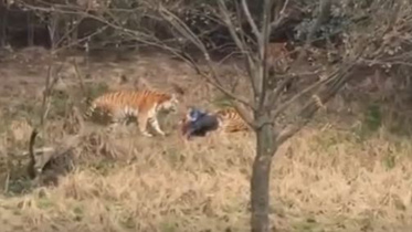 Tiger-web.jpg