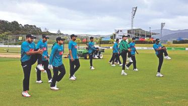 tigers in nz.jpg