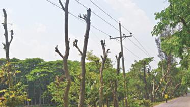 trees fell.jpg