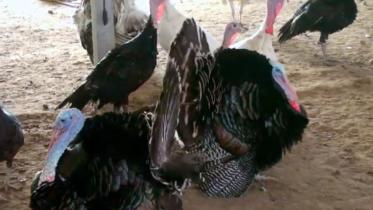 turkey.JPG