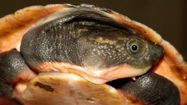 turtle new.jpg
