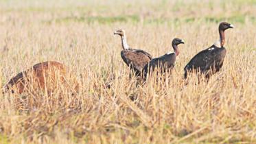 vultures-1.jpg