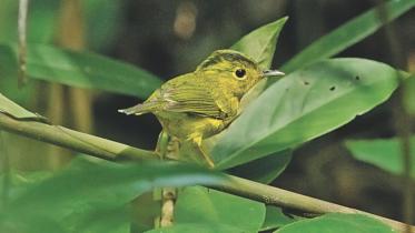Warblers.jpg