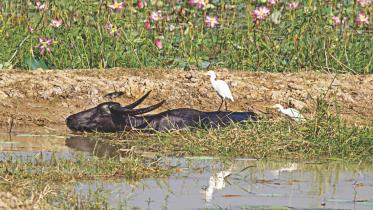 Water buffalo.jpg