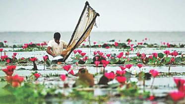 Water lily