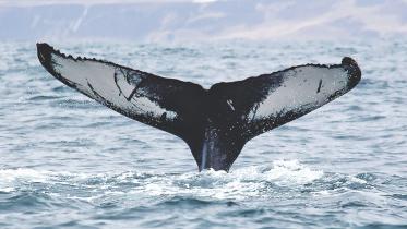 whale.jpg