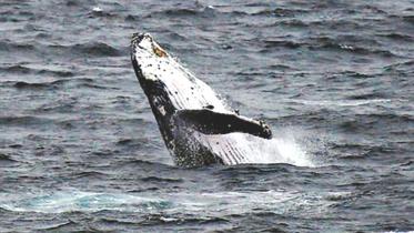 whale.jpg