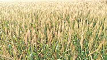wheat1.jpg