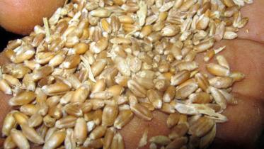 wheat