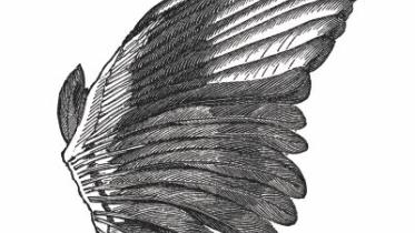 wings.jpg