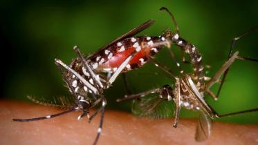 Aedes albopictus mosquitoes