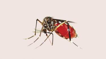 dengue_9.jpg