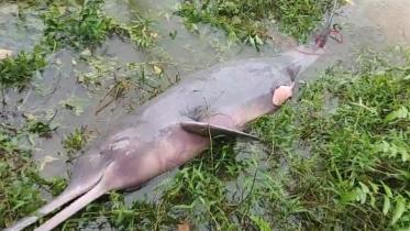dolphin.jpg