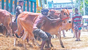 cattle_markets_1.jpg