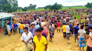 lockdown-paper-cattle-market.jpg