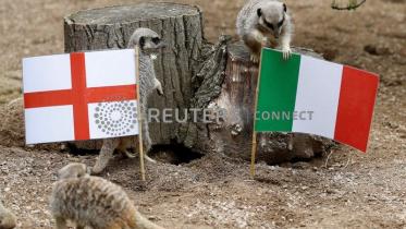 meerkats.jpg