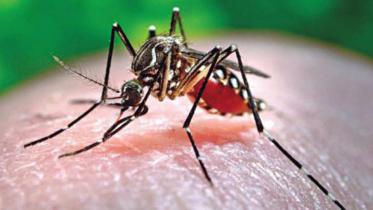dengue_5_1.jpg