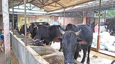 cow.jpg