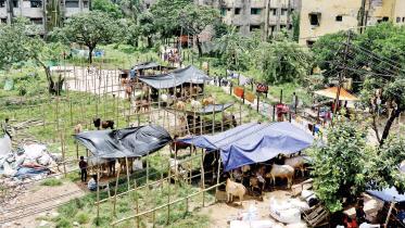 cattle-markets-1.jpg