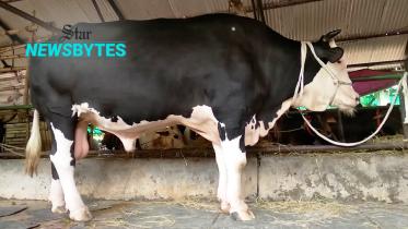 thumbnail-cow.jpg