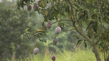 mangoe.jpg